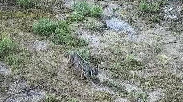 Un lince es captado por las cámaras al sur de la Ciudad de México - Sputnik Mundo