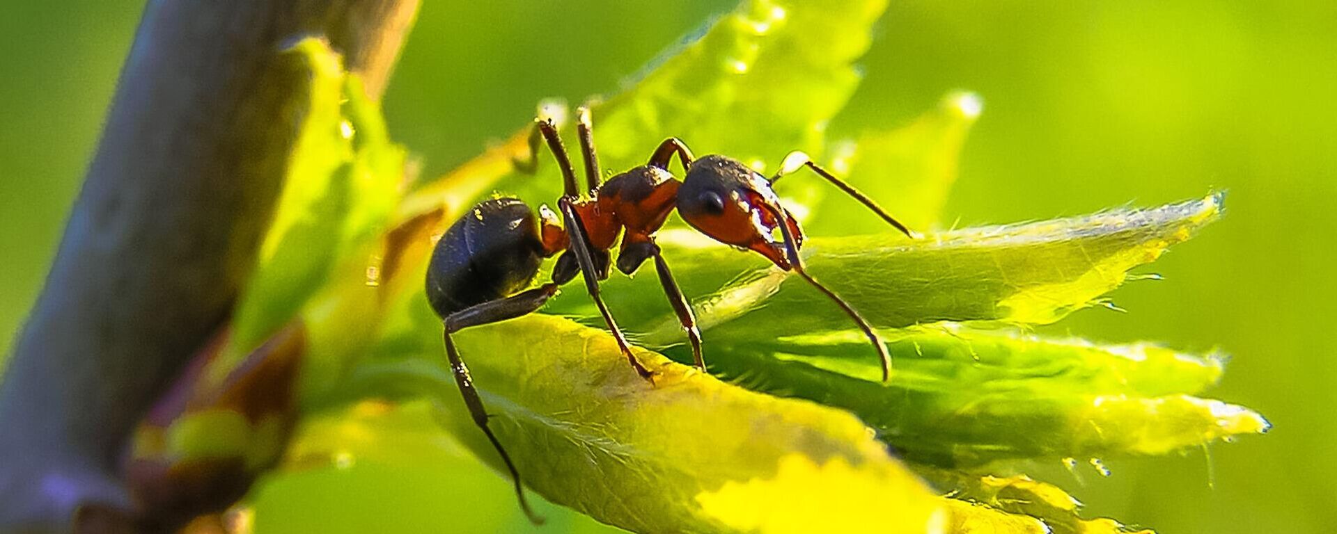 Una hormiga, imagen ilustrativa - Sputnik Mundo, 1920, 20.02.2022