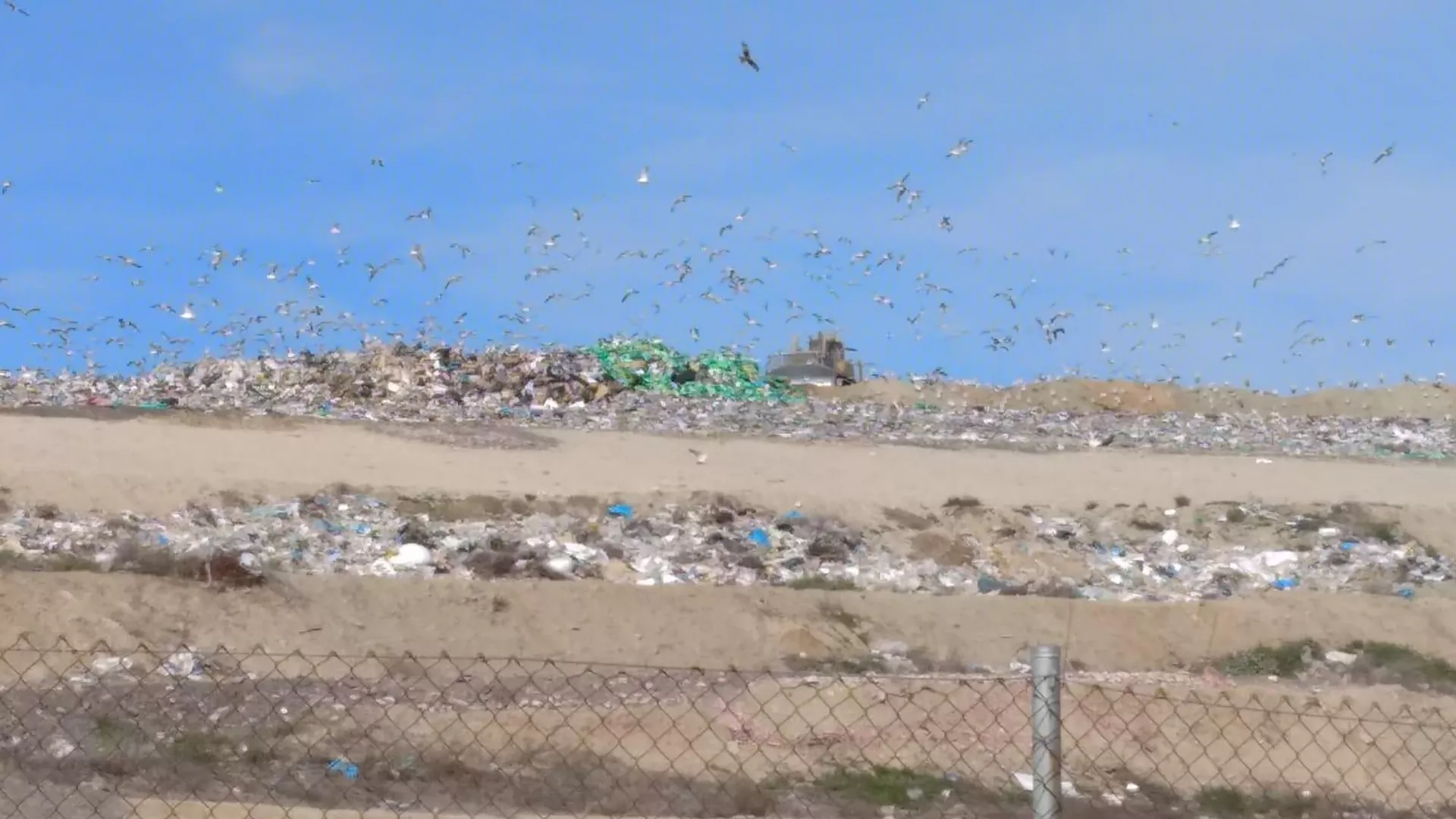 Una plaga de gaviotas sobrevuela el vertedero de Pinto