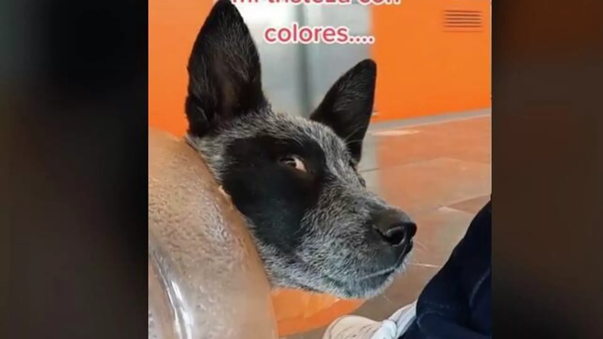 Meztli, la nueva perrita viral en México Meztli, la nueva perrita viral en México