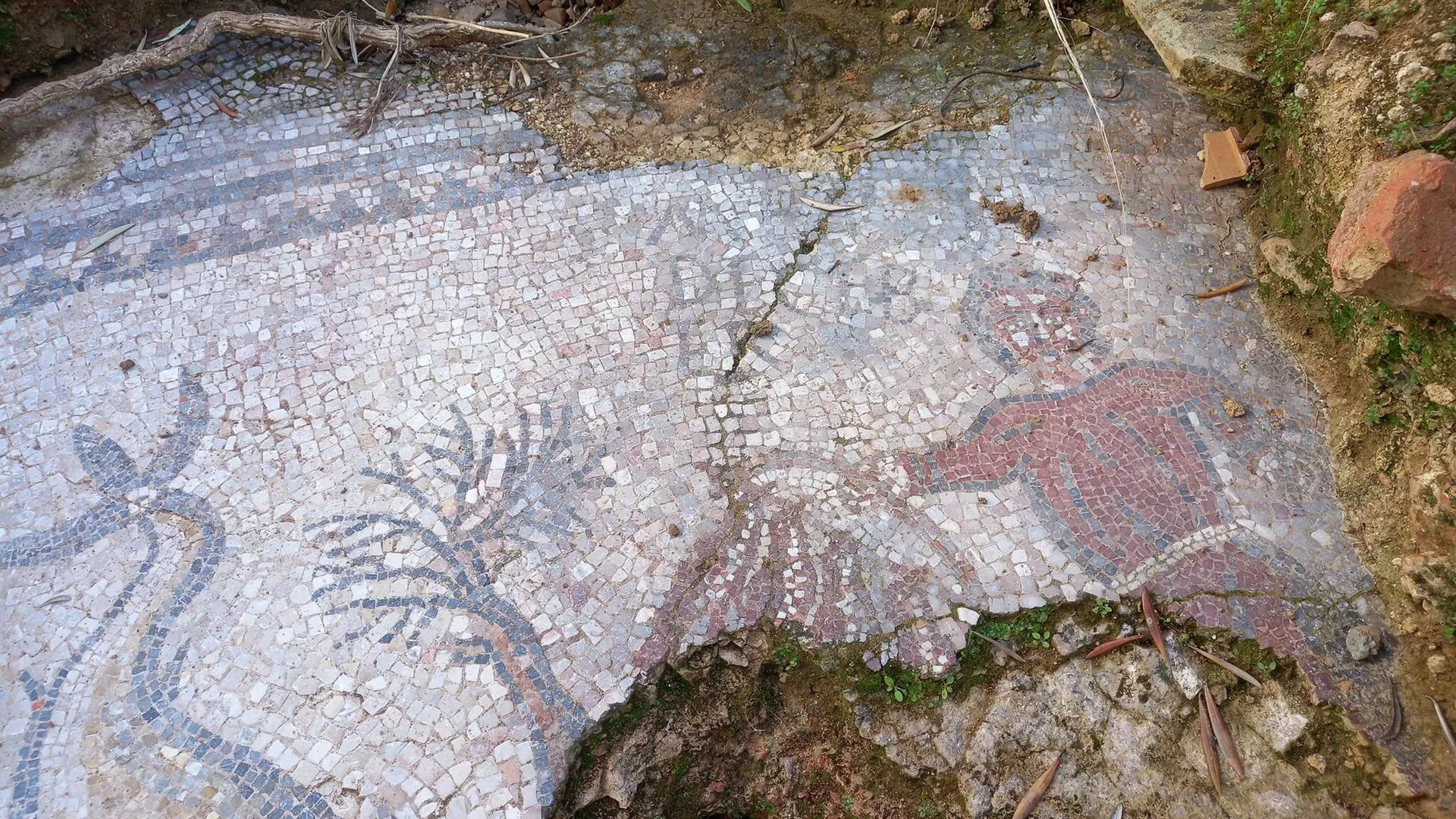 Imagen de una parte del mosaico romano hallado en un olivar de Adamuz.
