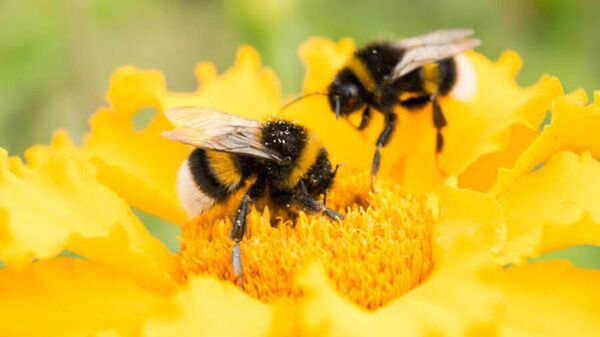 Crisis de las abejas - Sputnik Mundo