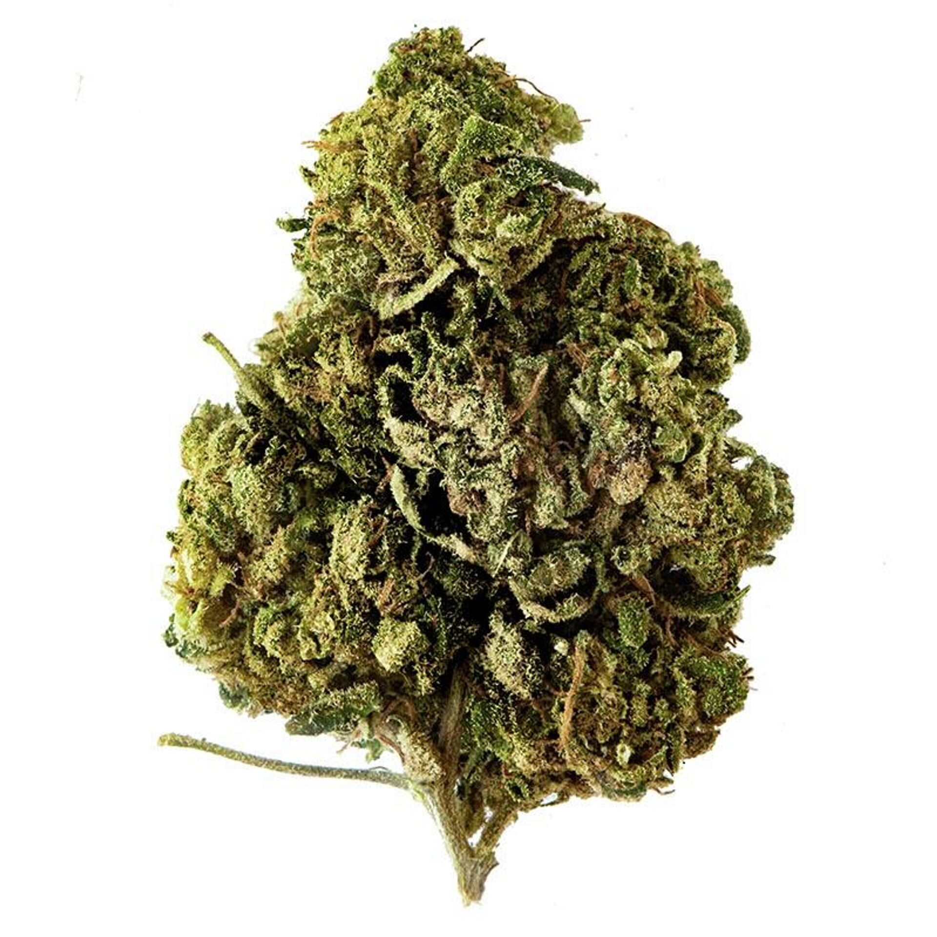 Detalle de flor de CBD - Sputnik Mundo, 1920, 24.02.2022