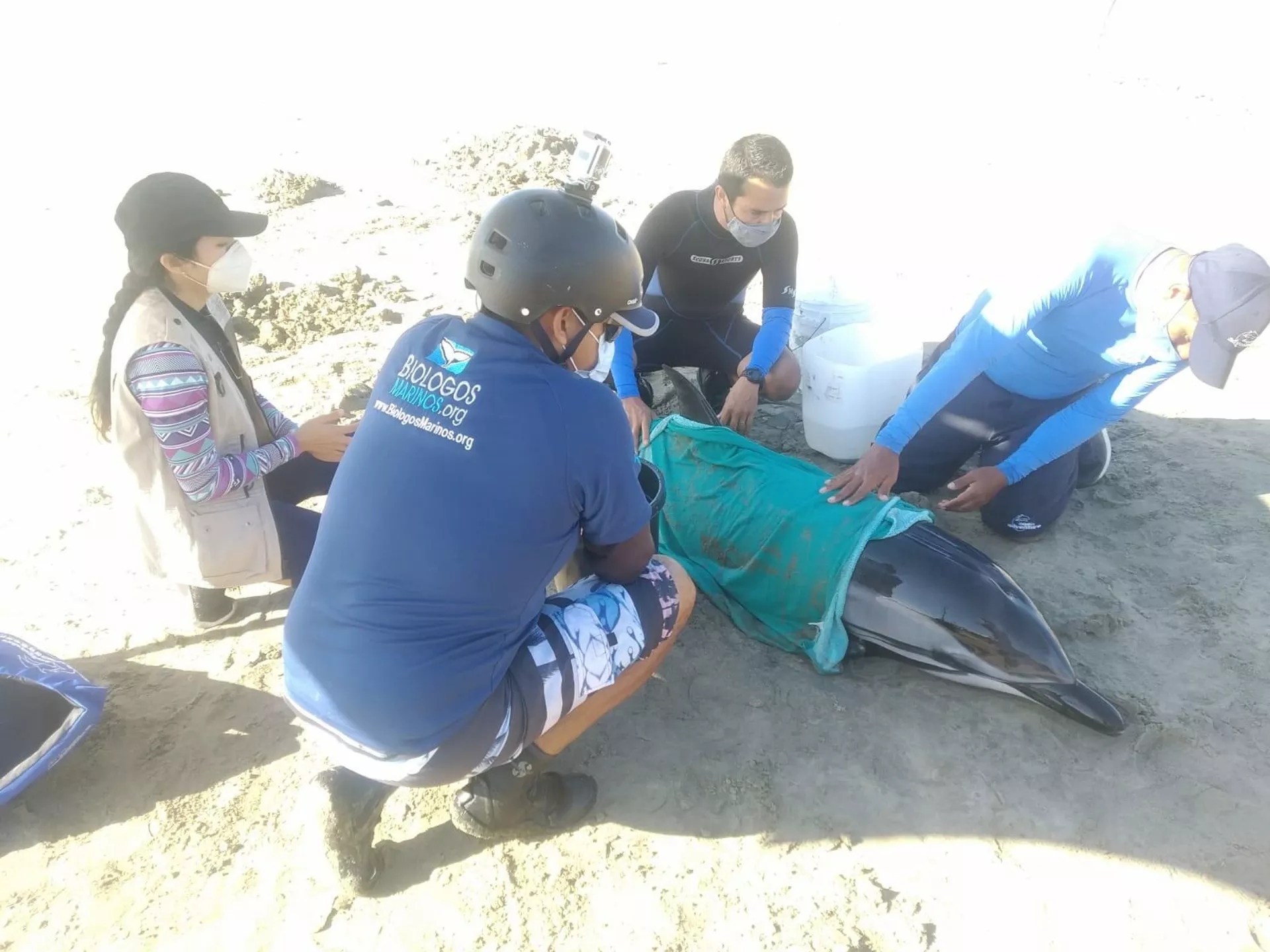Un delfín varado en las costas de Nayarit. - Sputnik Mundo, 1920, 24.02.2022