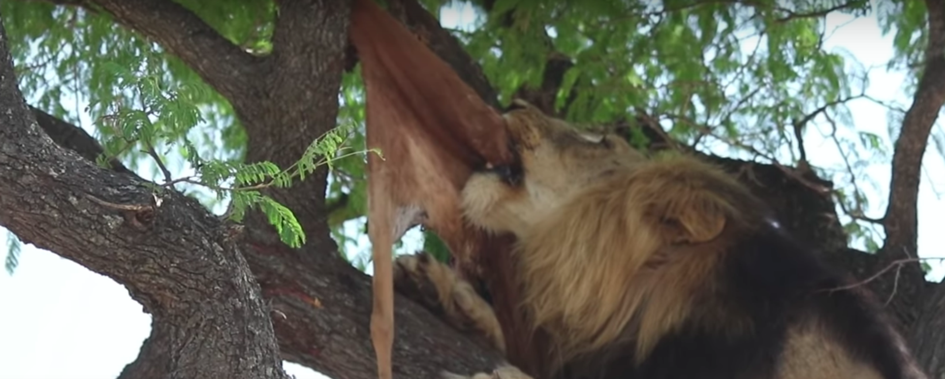 Un cadáver combativo: un león encuentra dificultades para 'cazar' un impala sin vida - Sputnik Mundo, 1920, 25.02.2022