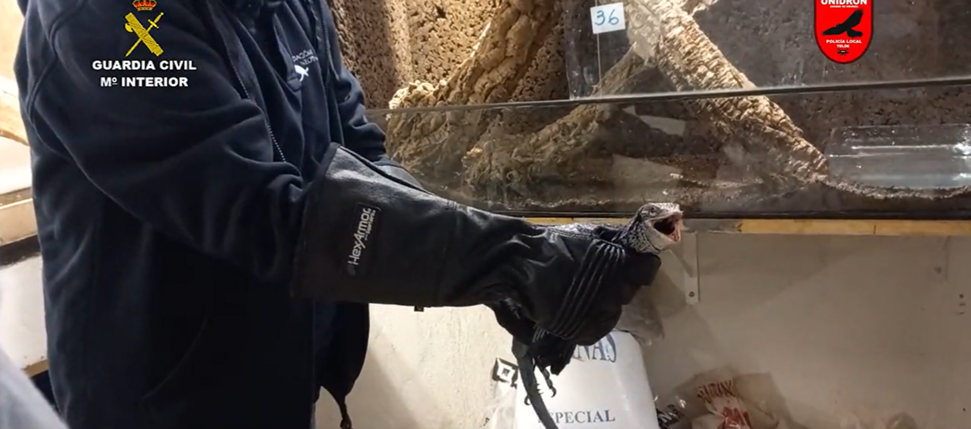 Incautación de animales venenosos y potencialmente peligrosos en Las Palmas - Sputnik Mundo, 1920, 28.02.2022