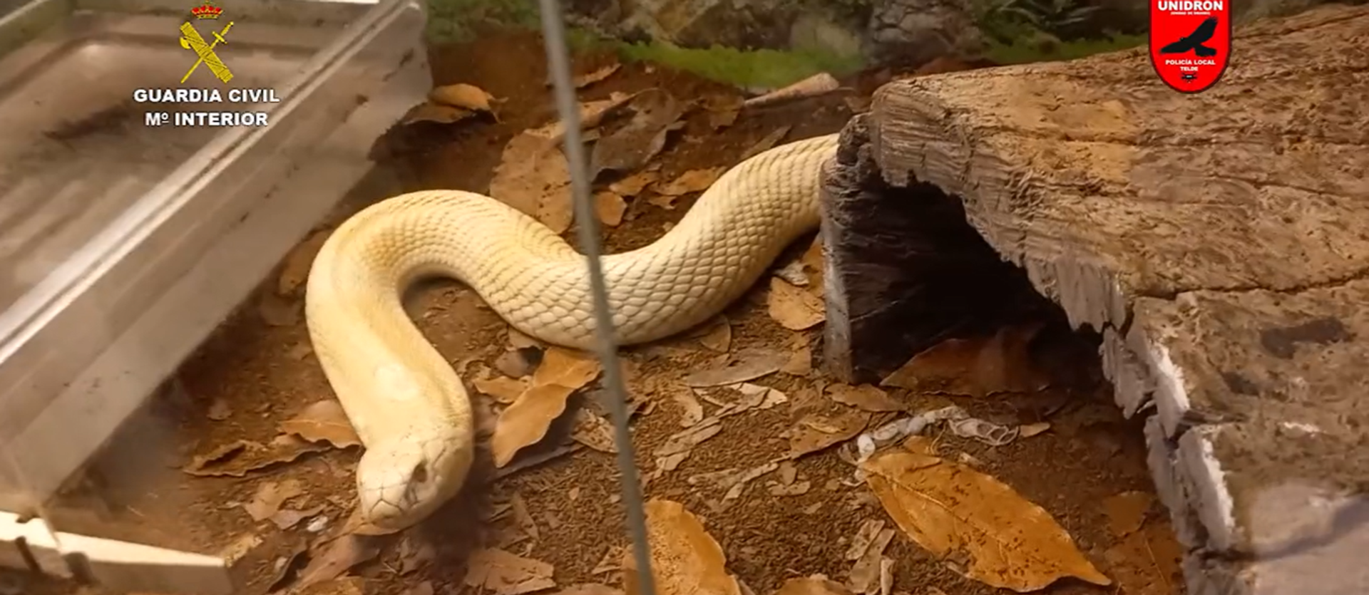 Incautación de animales venenosos y potencialmente peligrosos en Las Palmas - Sputnik Mundo, 1920, 28.02.2022