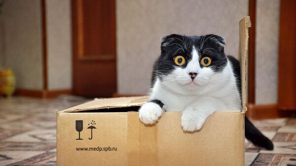 Un gato en una caja - Sputnik Mundo