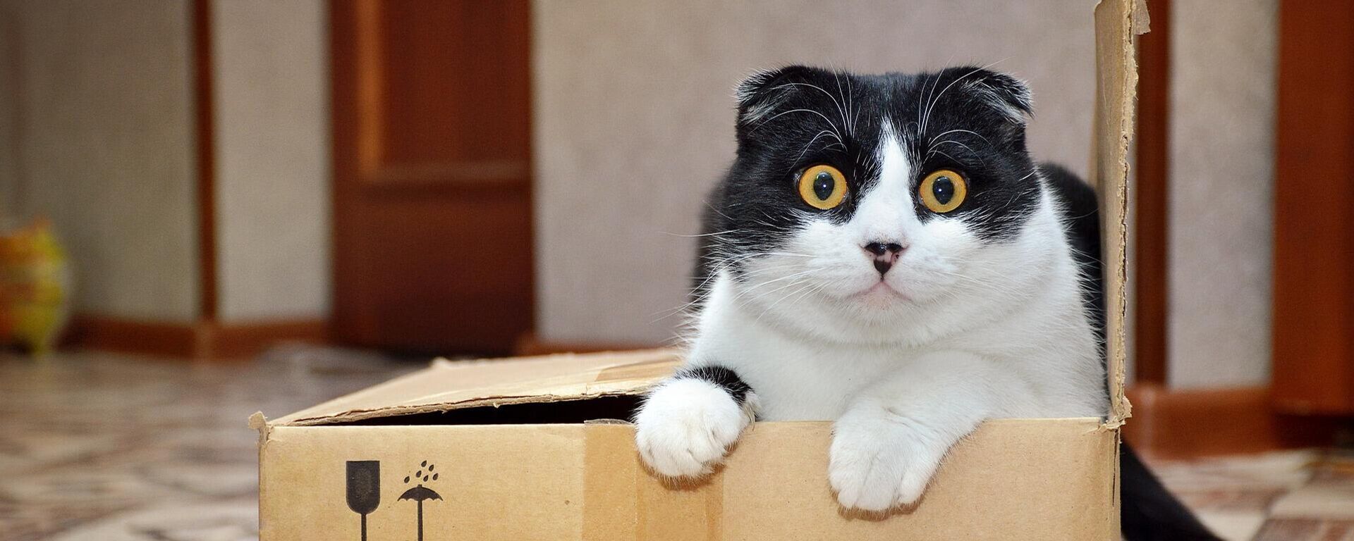 Un gato en una caja - Sputnik Mundo, 1920, 01.03.2022