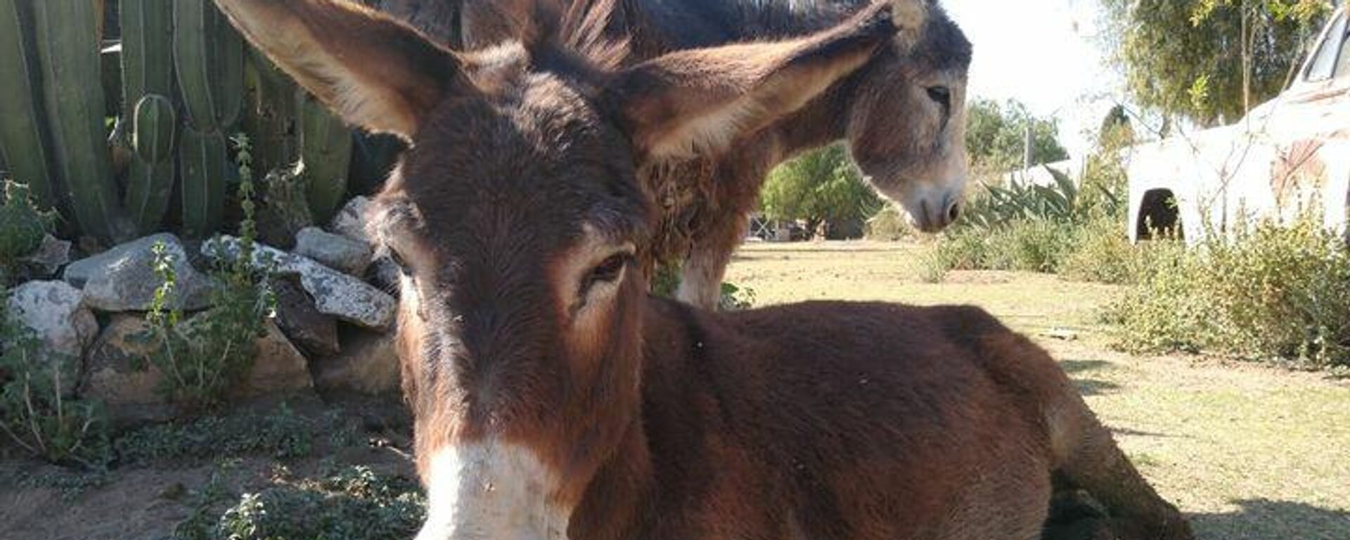 Burrolandia, el refugio para el burro mexicano en el Estado de México. - Sputnik Mundo, 1920, 01.03.2022