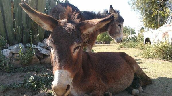 Burrolandia, el refugio para el burro mexicano en el Estado de México. - Sputnik Mundo