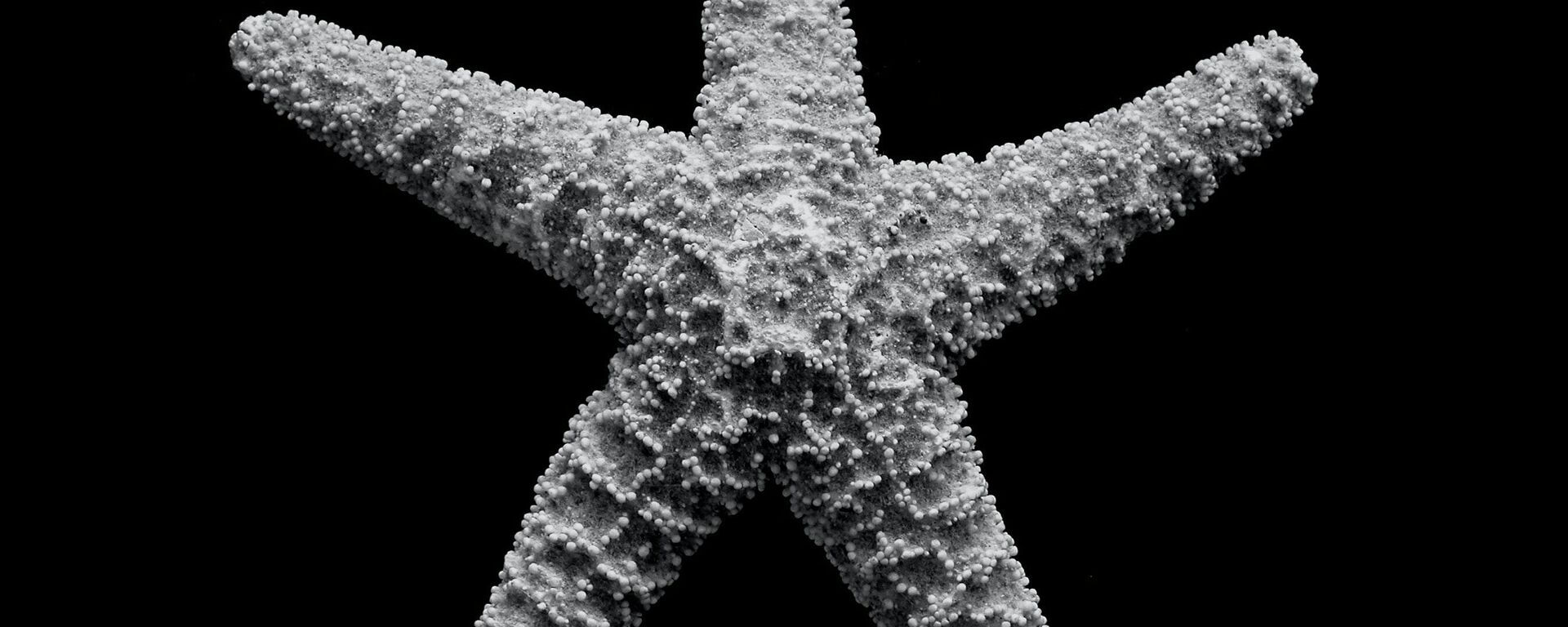 Estrella de mar - Sputnik Mundo, 1920, 01.03.2022