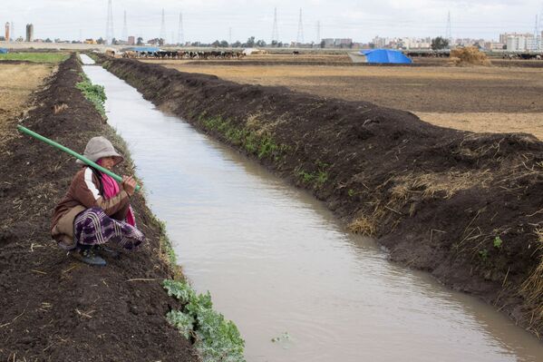 Al llegar a la provincia de Kafr El-Sheij, los beduinos instalaron sus tiendas en un campo cubierto de paja junto a la autopista que lleva a El Cairo. En la foto: Una niña beduina en la orilla de un canal en Kafr El-Sheij. - Sputnik Mundo