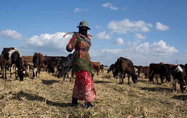Los beduinos pueden permanecer en un lugar desde días hasta meses, dependiendo del clima, la cantidad de comida para su ganado y sus oportunidades de empleo. En la foto: una mujer beduina con un traje tradicional en su campamento. - Sputnik Mundo