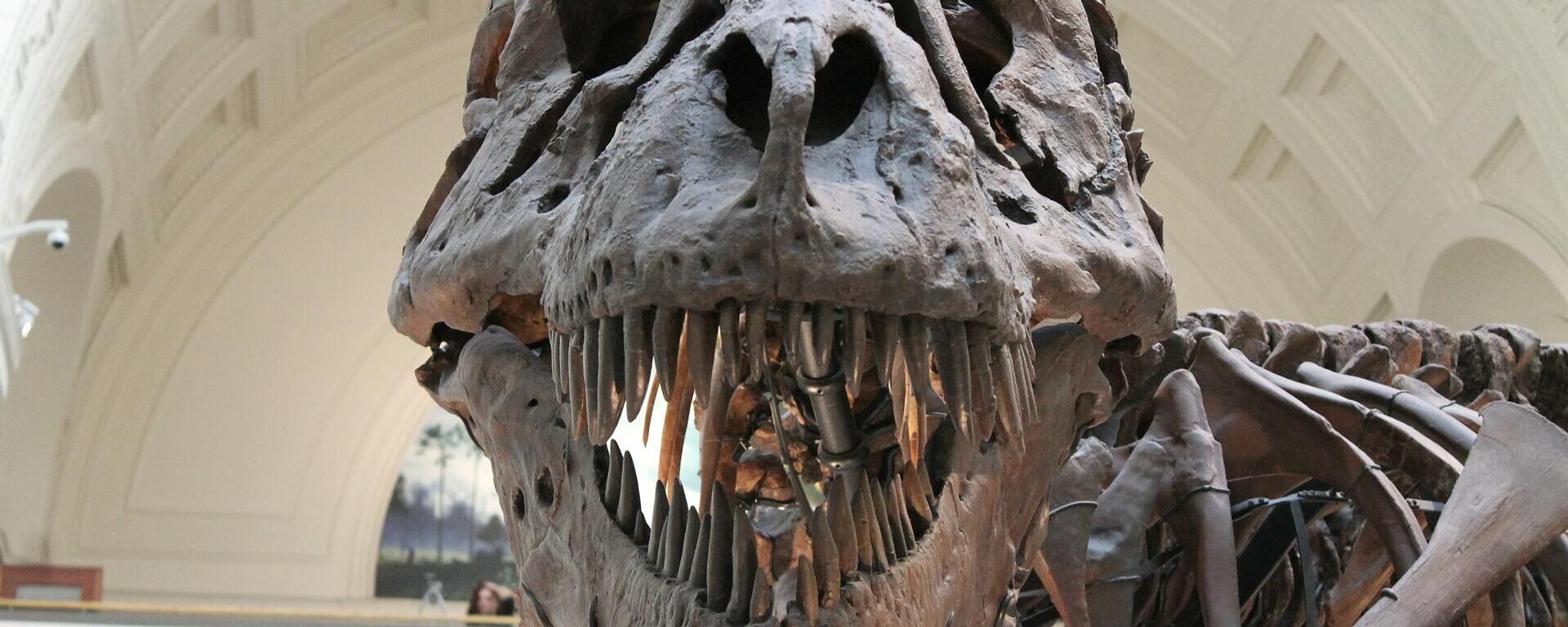 El esqueleto de un tiranosaurio rex - Sputnik Mundo, 1920, 02.03.2022