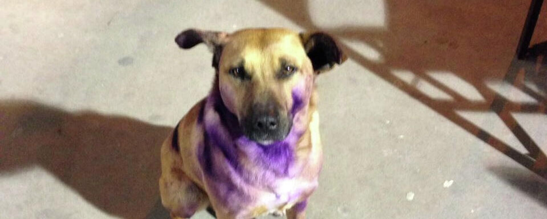 Perro con pintura morada - Sputnik Mundo, 1920, 08.03.2022