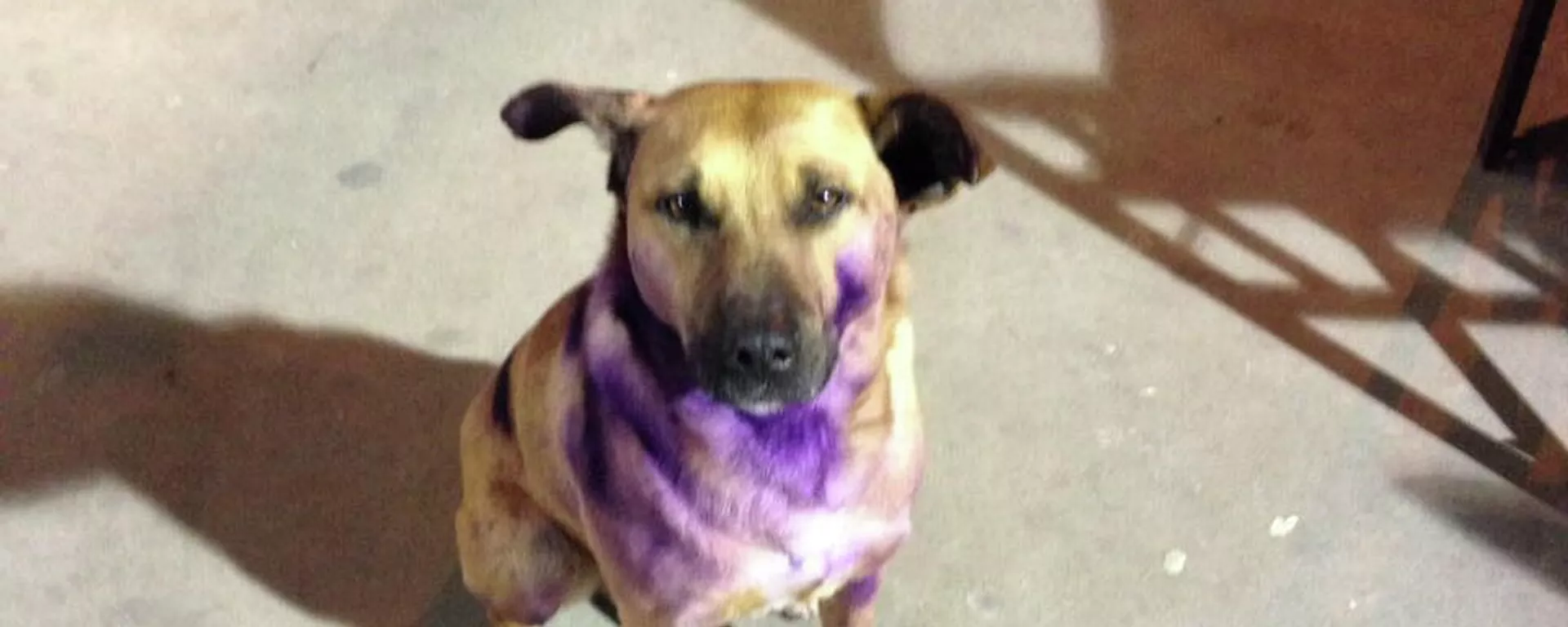 Perro con pintura morada - Sputnik Mundo, 1920, 08.03.2022