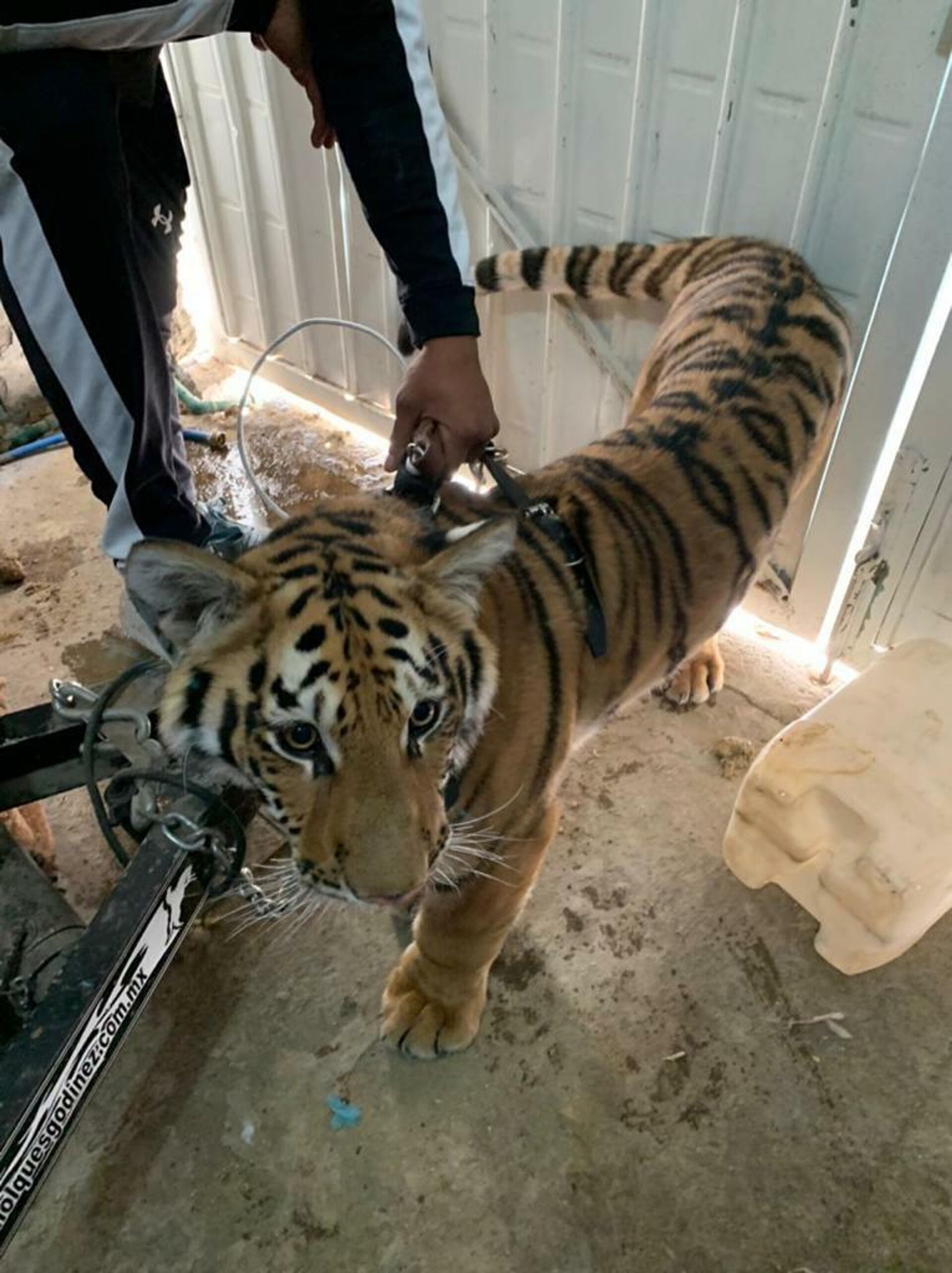 El tigre se encontraba en abandono  - Sputnik Mundo, 1920, 14.03.2022