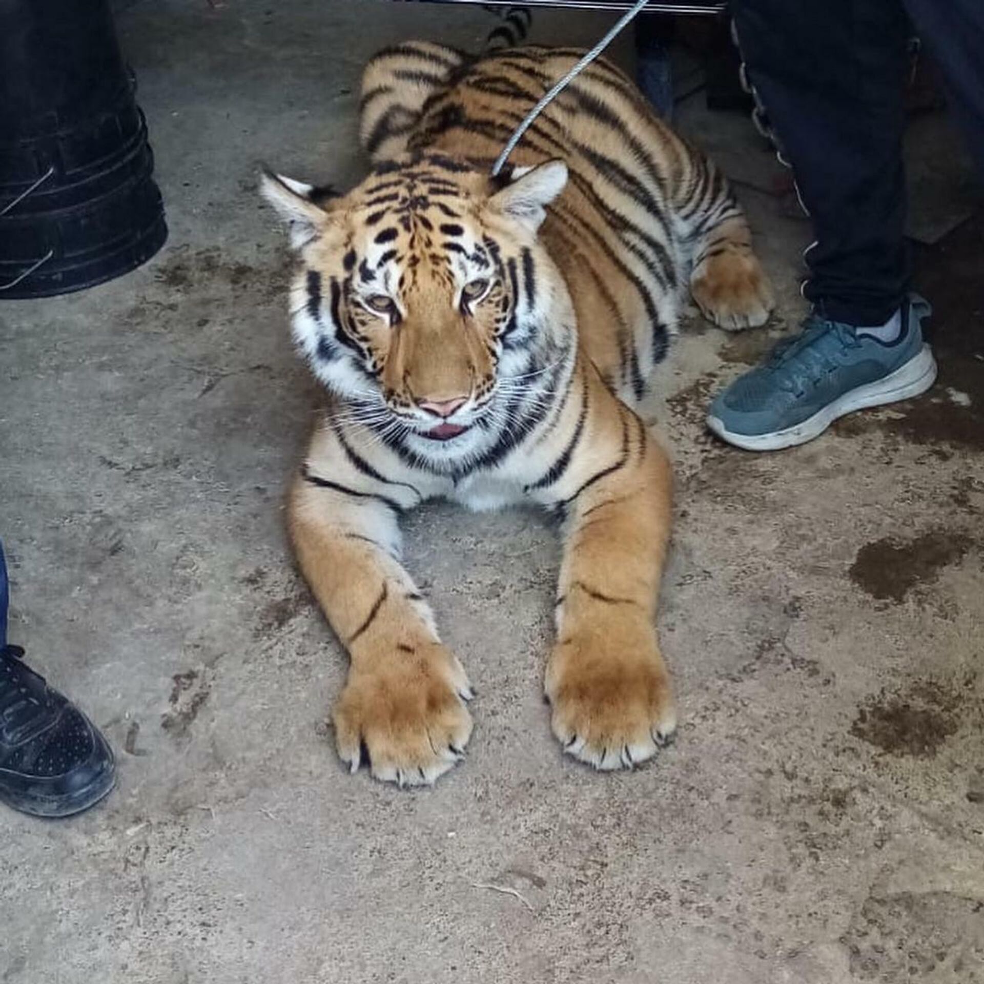 El tigre fue rescatado por la PROFEPA  - Sputnik Mundo, 1920, 14.03.2022