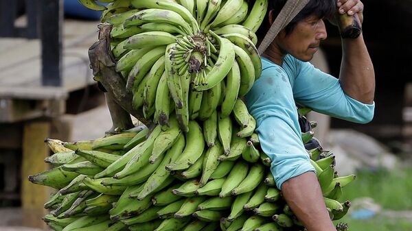 Cosechador de Banana - Sputnik Mundo