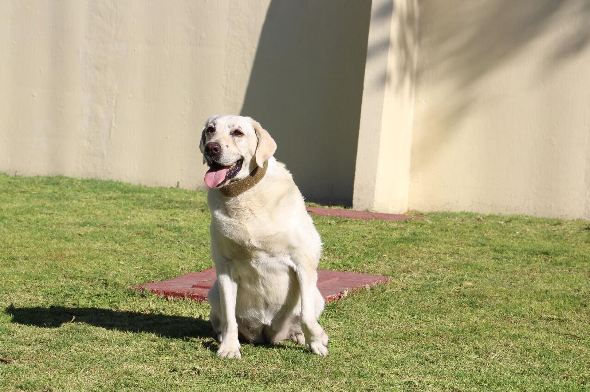 La perrita rescatista Frida - Sputnik Mundo, 1920, 25.03.2022