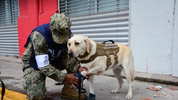 La perrita Frida generó mucha conmoción entre la ciudadanía mexicana. - Sputnik Mundo