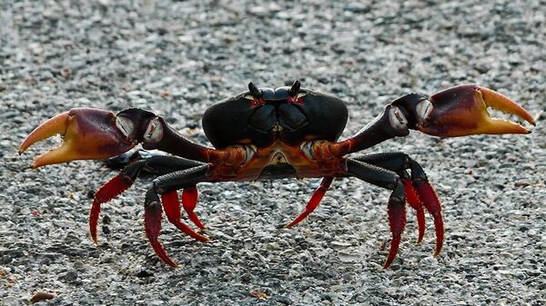 Cangrejo rojo (Gecarcinus ruricola) - Sputnik Mundo