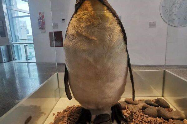 Colección del Museo Malvinas e Islas del Atlántico Sur - Sputnik Mundo