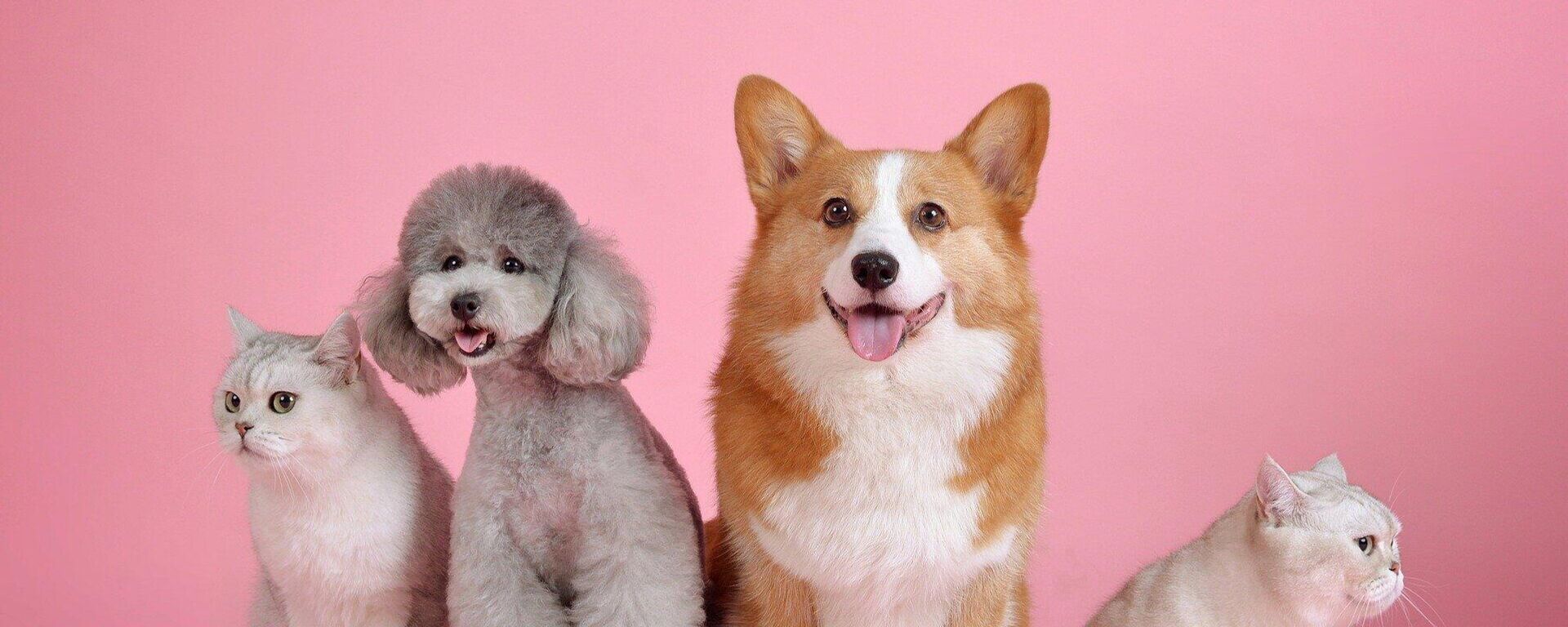 Las mascotas - Sputnik Mundo, 1920, 03.04.2022