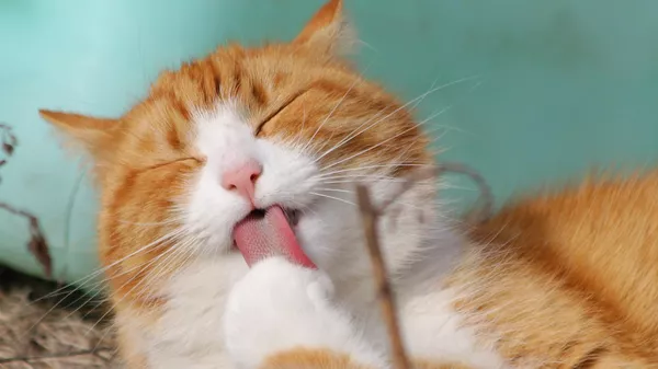 Un gato naranja - Sputnik Mundo