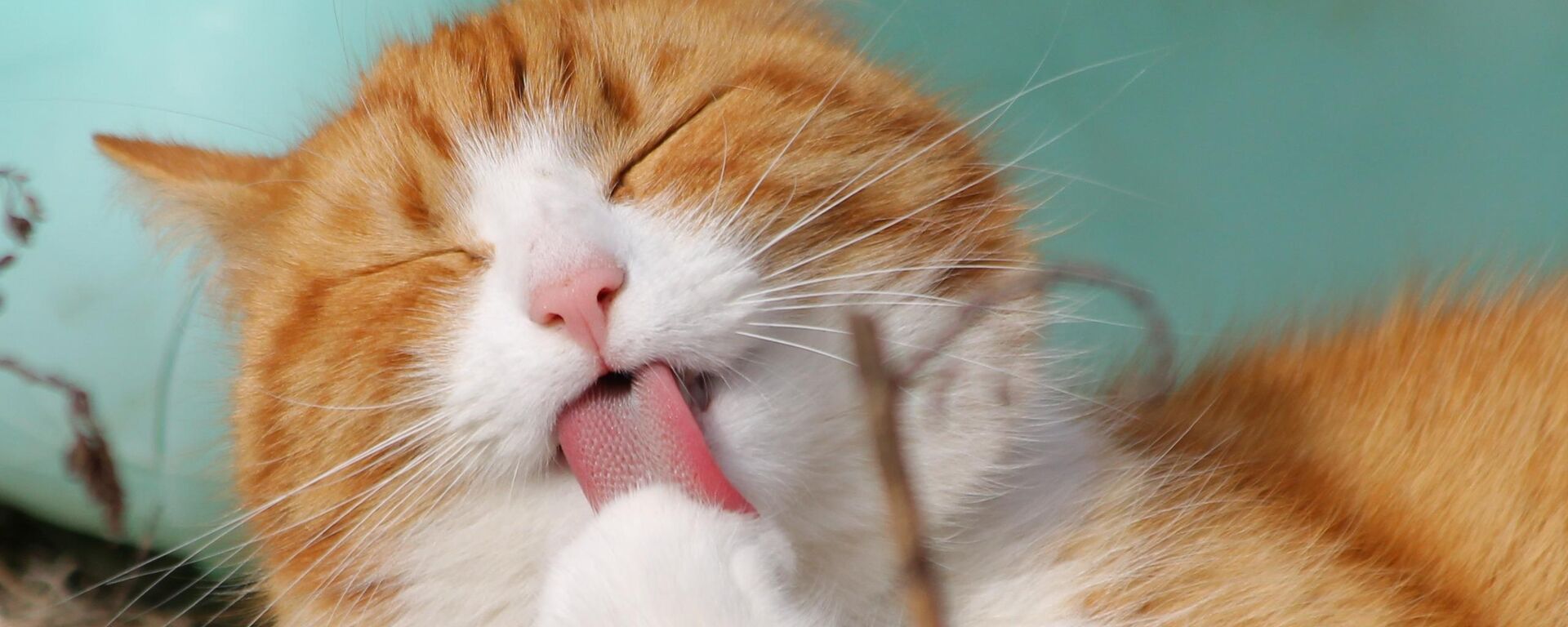 Un gato naranja - Sputnik Mundo, 1920, 03.04.2022