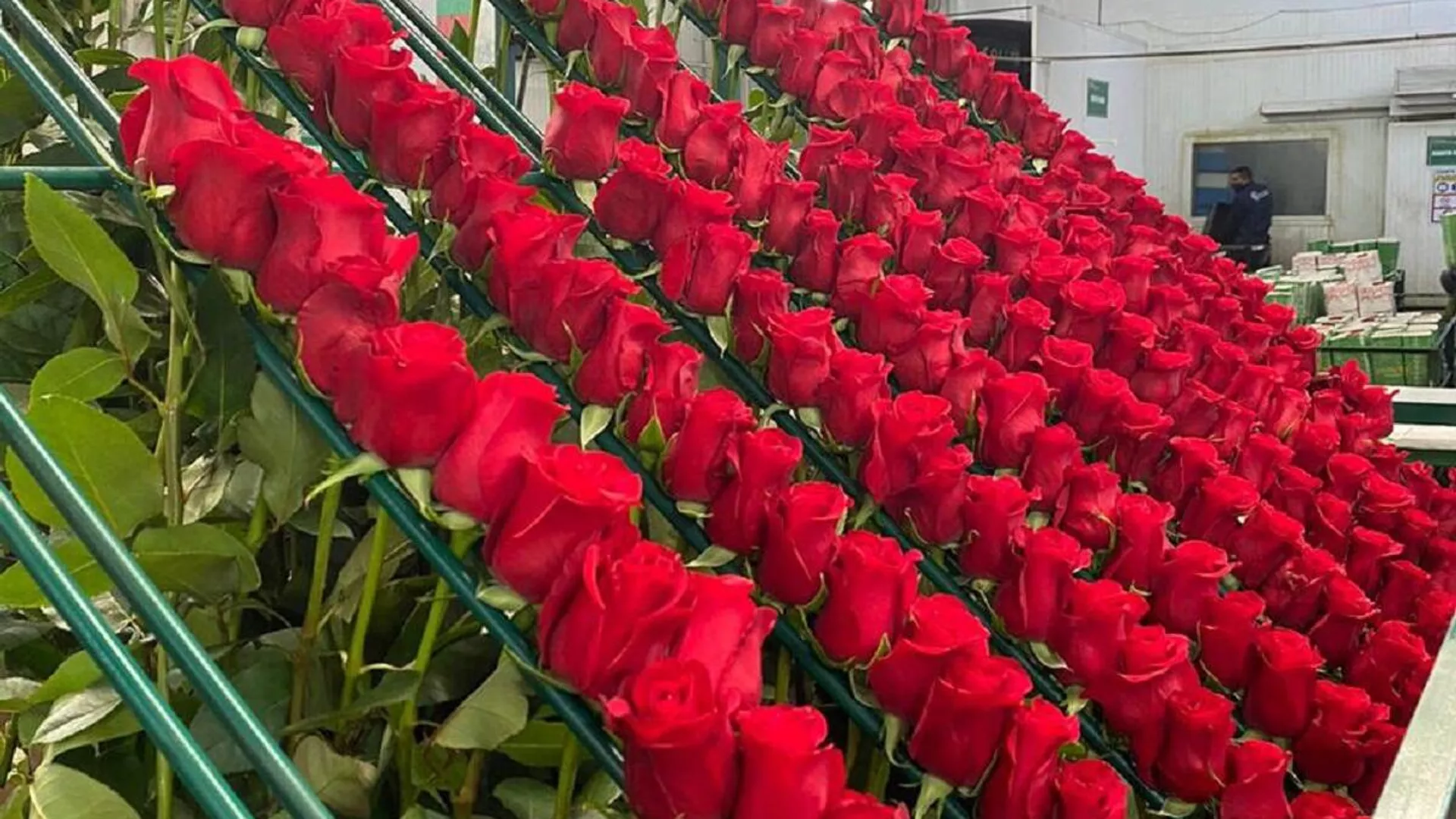 Rosas que se exportan a Rusia - Sputnik Mundo, 1920, 04.04.2022