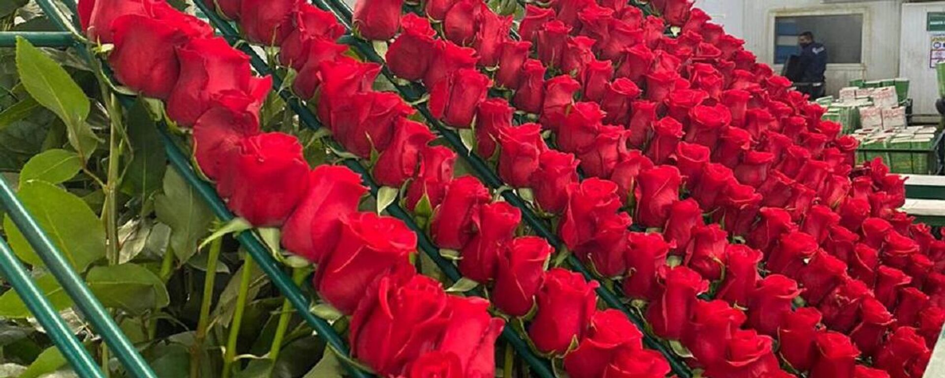 Rosas que se exportan a Rusia - Sputnik Mundo, 1920, 04.04.2022