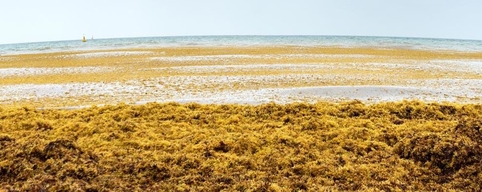 Sargazo  - Sputnik Mundo, 1920, 27.05.2022