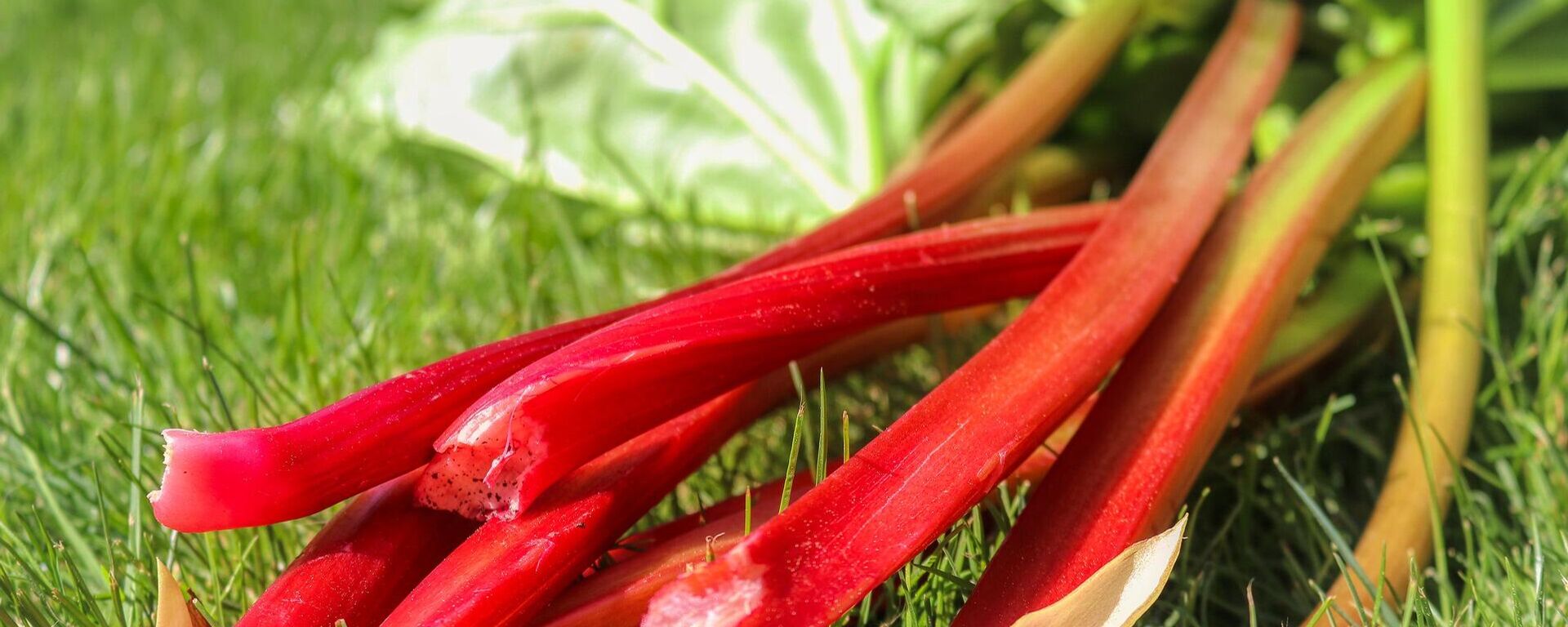 Ruibarbo - Sputnik Mundo, 1920, 09.04.2022