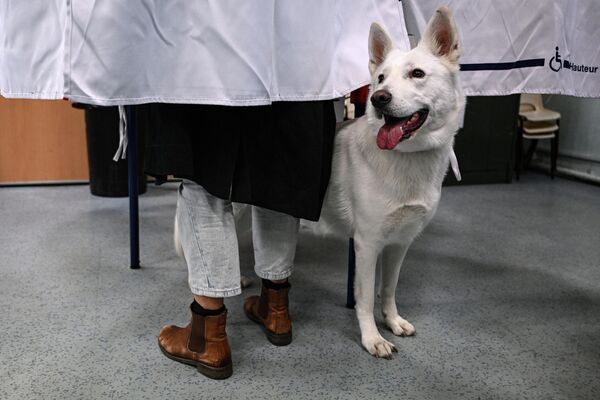 La segunda razón, según él, es que Marine Le Pen se ha librado de las declaraciones chocantes por las que siempre se ha caracterizado su partido político y está haciendo todo lo posible para tranquilizar a la gente. En la foto: un perro acompaña a su dueño a sufragar en un colegio electoral de Marsella, Francia. - Sputnik Mundo