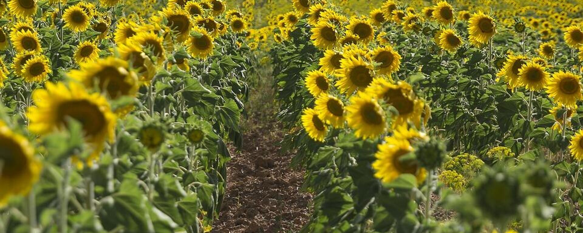 Campo de girasol - Sputnik Mundo, 1920, 11.04.2022