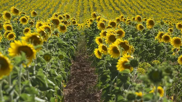 Campo de girasol - Sputnik Mundo