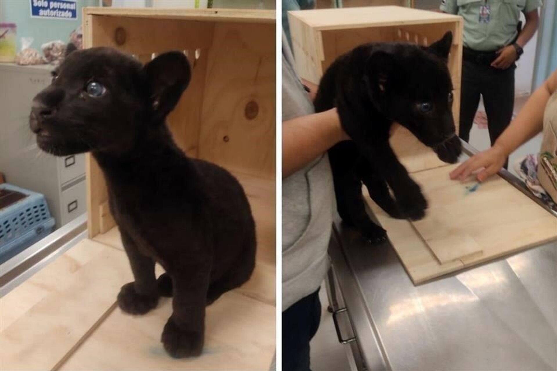 Jaguar negro es rescatado por las autoridades mexicanas para evitar su comercio ilegal - Sputnik Mundo, 1920, 12.04.2022