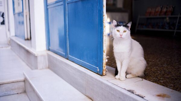 Una felina callejera (imagen referencial) - Sputnik Mundo