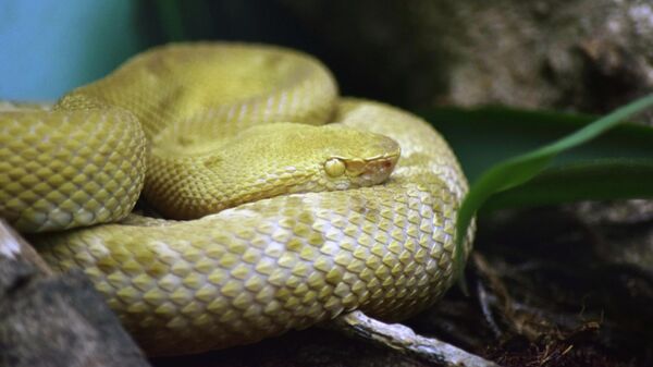 Un ejemplar de 'Bothrops insularis' - Sputnik Mundo