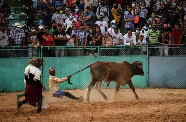 Payasos de rodeo intentan distraer a un toro tras la caída de un jinete durante la competición realizada en el marco de la Feria Internacional Agroindustrial, Fiagrop 2022, en La Habana. Payasos de rodeo intentan distraer a un toro tras la caída de un jinete durante la competición realizada en el marco de la Feria Internacional Agroindustrial, Fiagrop 2022, en La Habana. - Sputnik Mundo
