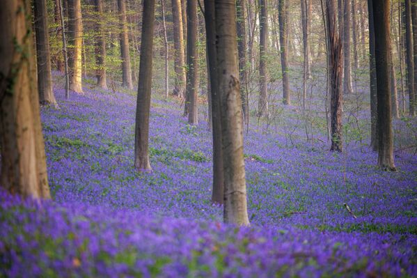 Las famosas campanillas florecen en el bosque de Hallerbos, al sur de Bruselas, Bélgica. - Sputnik Mundo