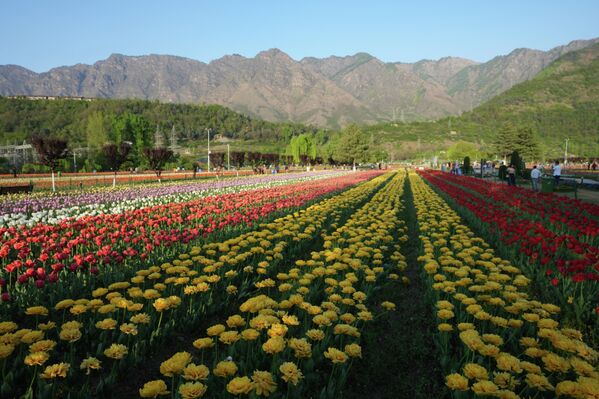 Tulipanes en flor en el Jardín Conmemorativo de tulipanes Indira Gandhi, antes conocido como Siraj Bagh, en Srinagar, India. - Sputnik Mundo