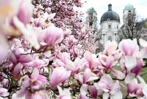 Un magnolio florece en Salzburgo, Austria. - Sputnik Mundo