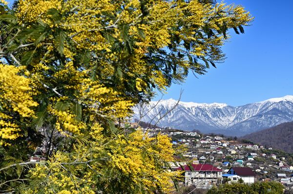 Mimosas en flor en Sochi, Rusia. - Sputnik Mundo