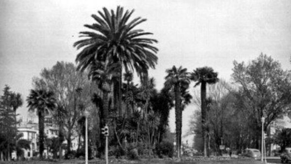 La Glorieta de la Palma en Paseo de la Reforma - Sputnik Mundo