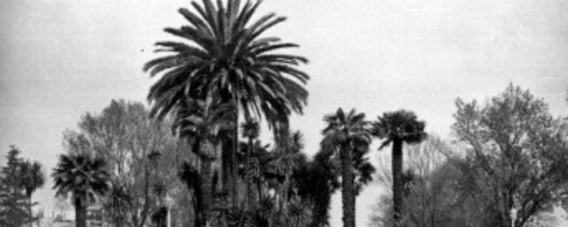 La Glorieta de la Palma en Paseo de la Reforma - Sputnik Mundo, 1920, 21.04.2022