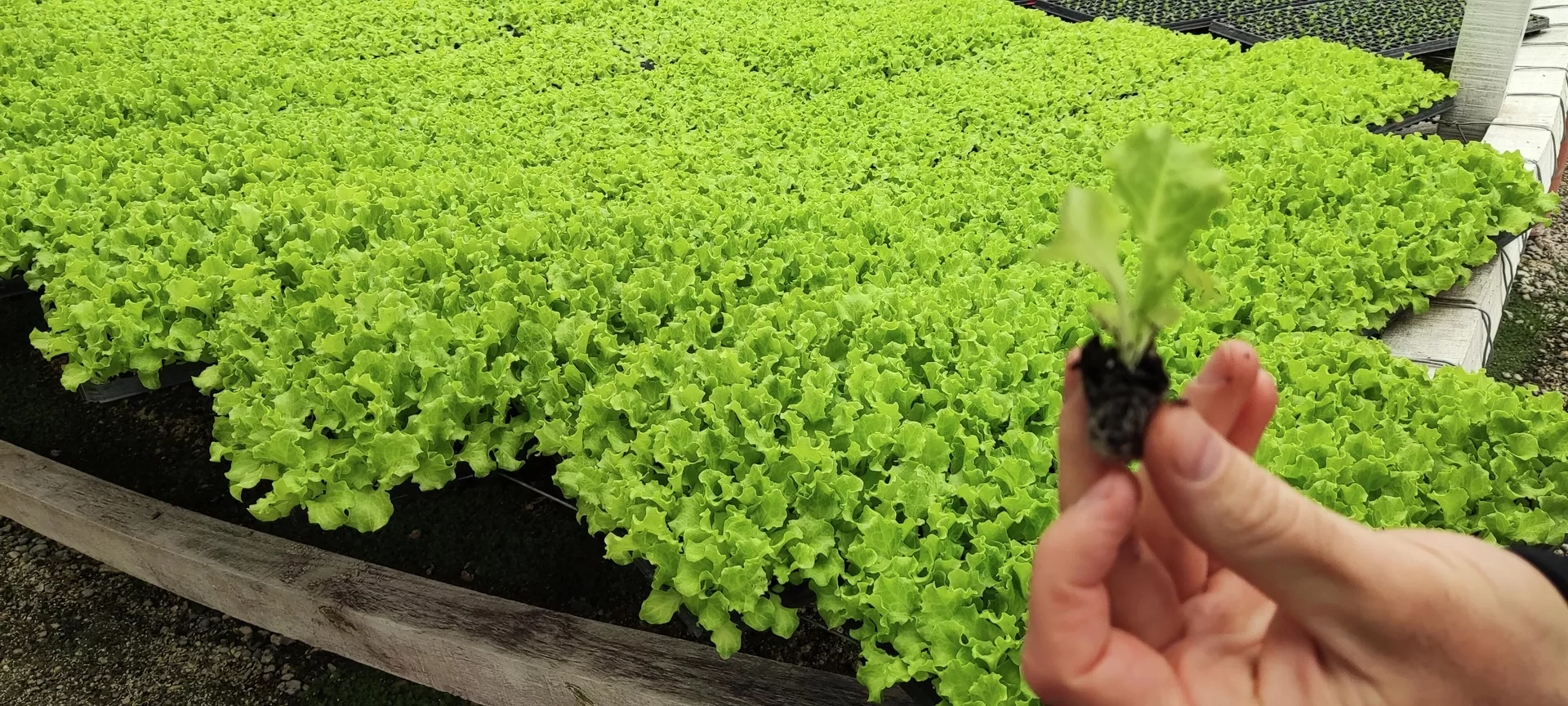 Plantín de lechuga en la semillera Plantín de lechuga en la semillera - Sputnik Mundo, 1920, 25.04.2022