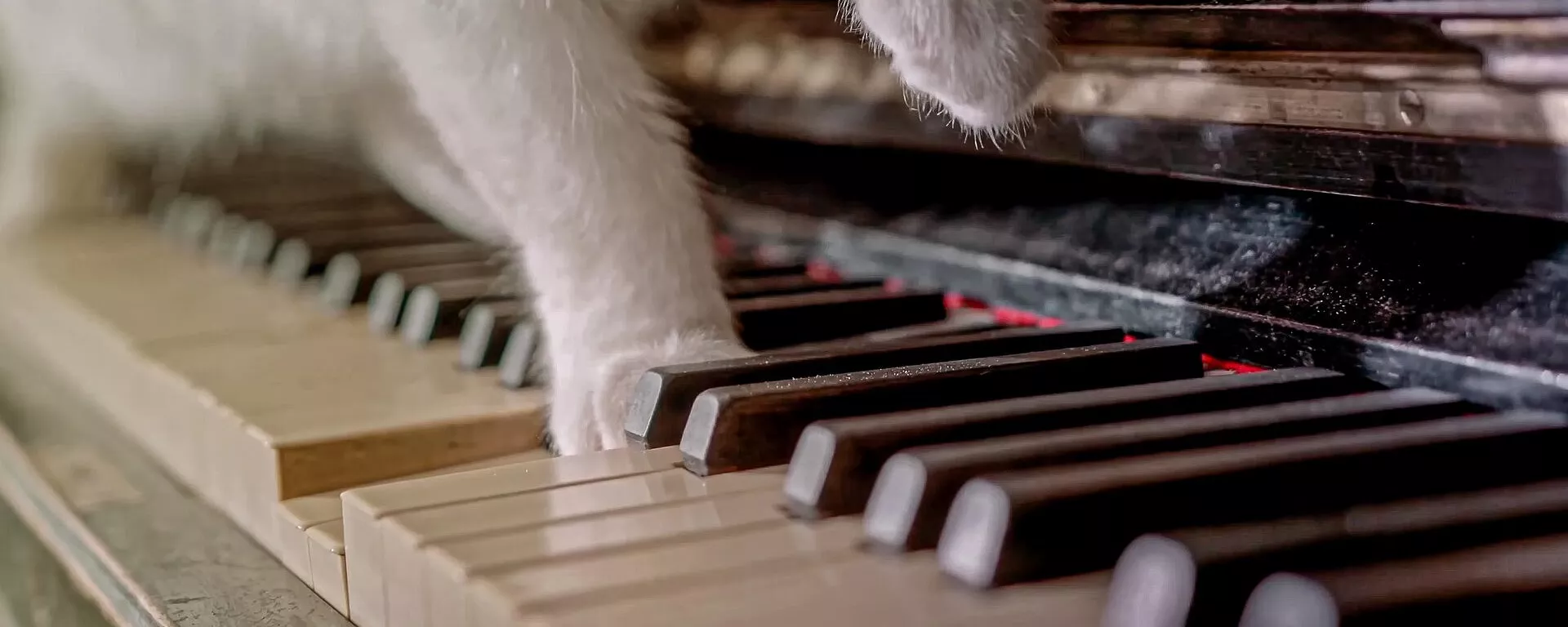 Gato tocando un piano Gato tocando un piano - Sputnik Mundo, 1920, 27.04.2022